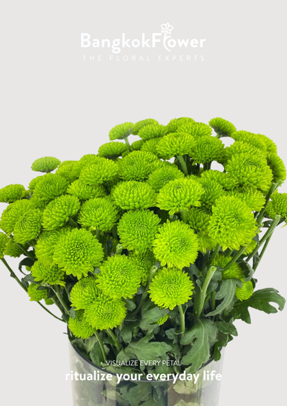 ดอกเบญจมาศ (Special Whatsapp Chrysanthemum)