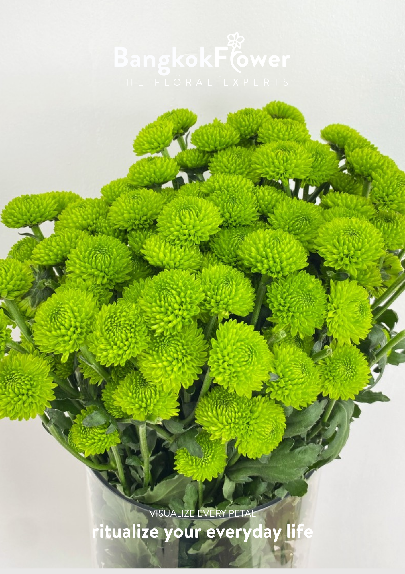 ดอกเบญจมาศ (Special Whatsapp Chrysanthemum)