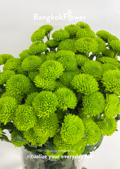 ดอกเบญจมาศ (Special Whatsapp Chrysanthemum)