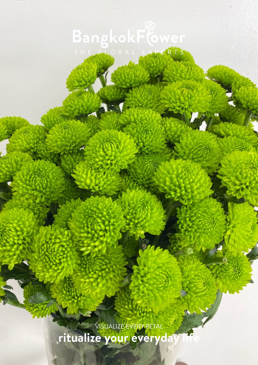 ดอกเบญจมาศ (Special Whatsapp Chrysanthemum)