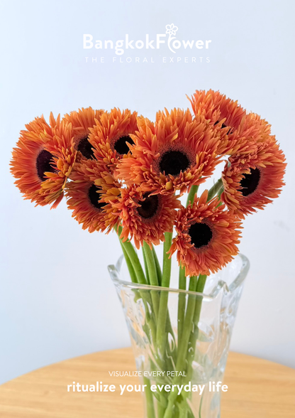 Gerbera Radiant Orange