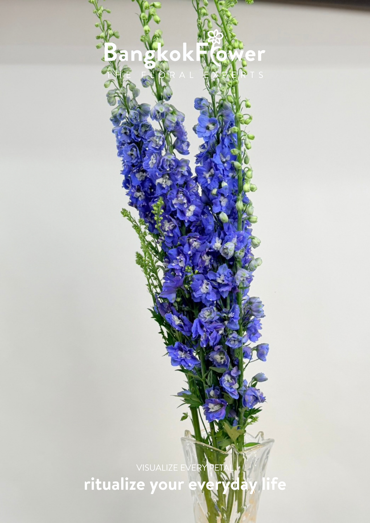 Delphinium Dark Blue