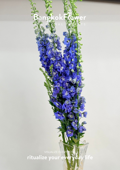 Delphinium Dark Blue