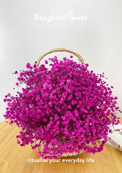 Gypsophila DarkPink