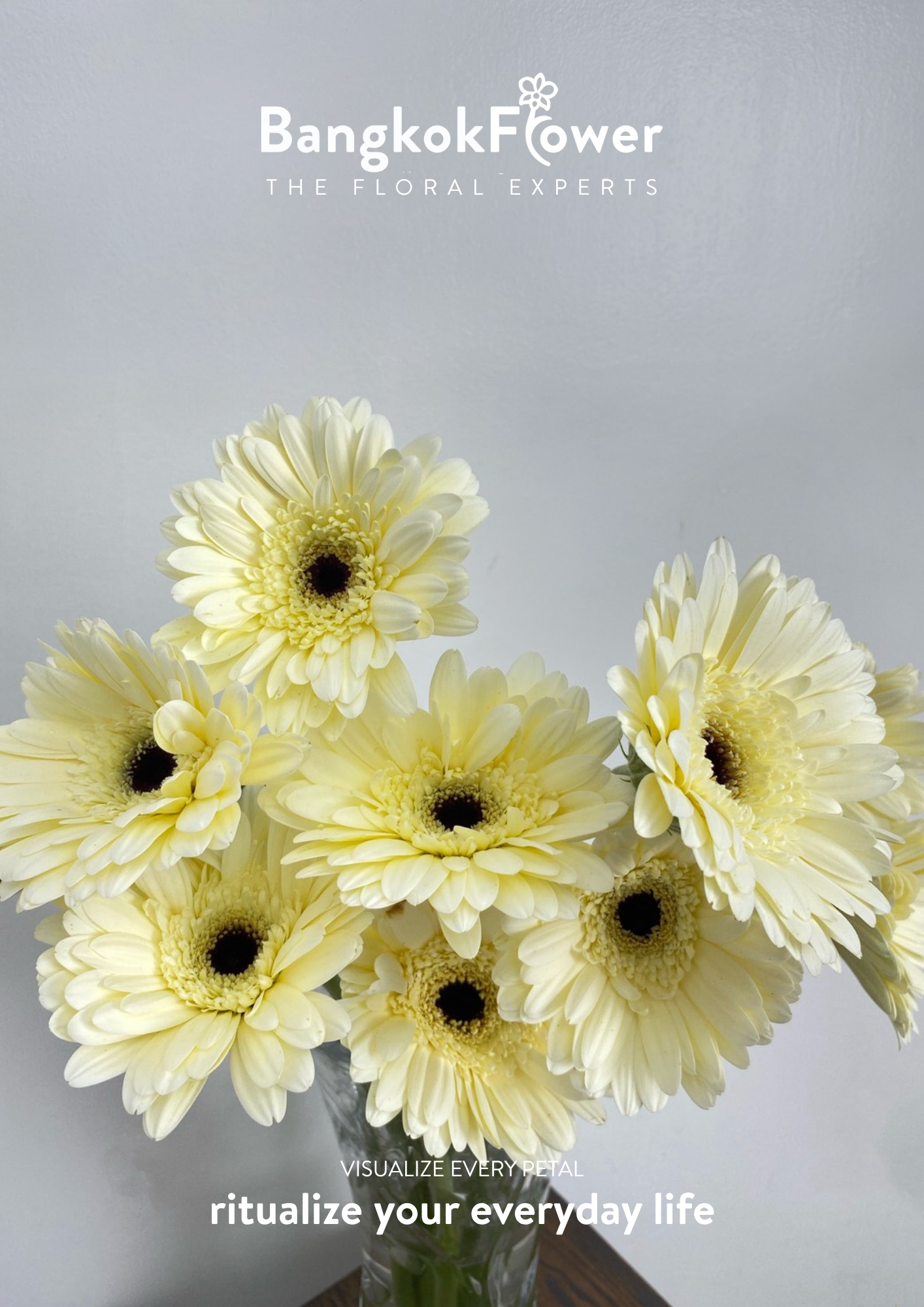 White Gerbera