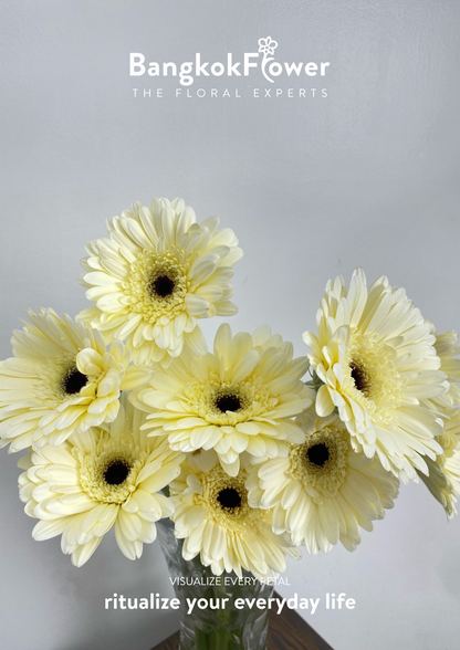 White Gerbera