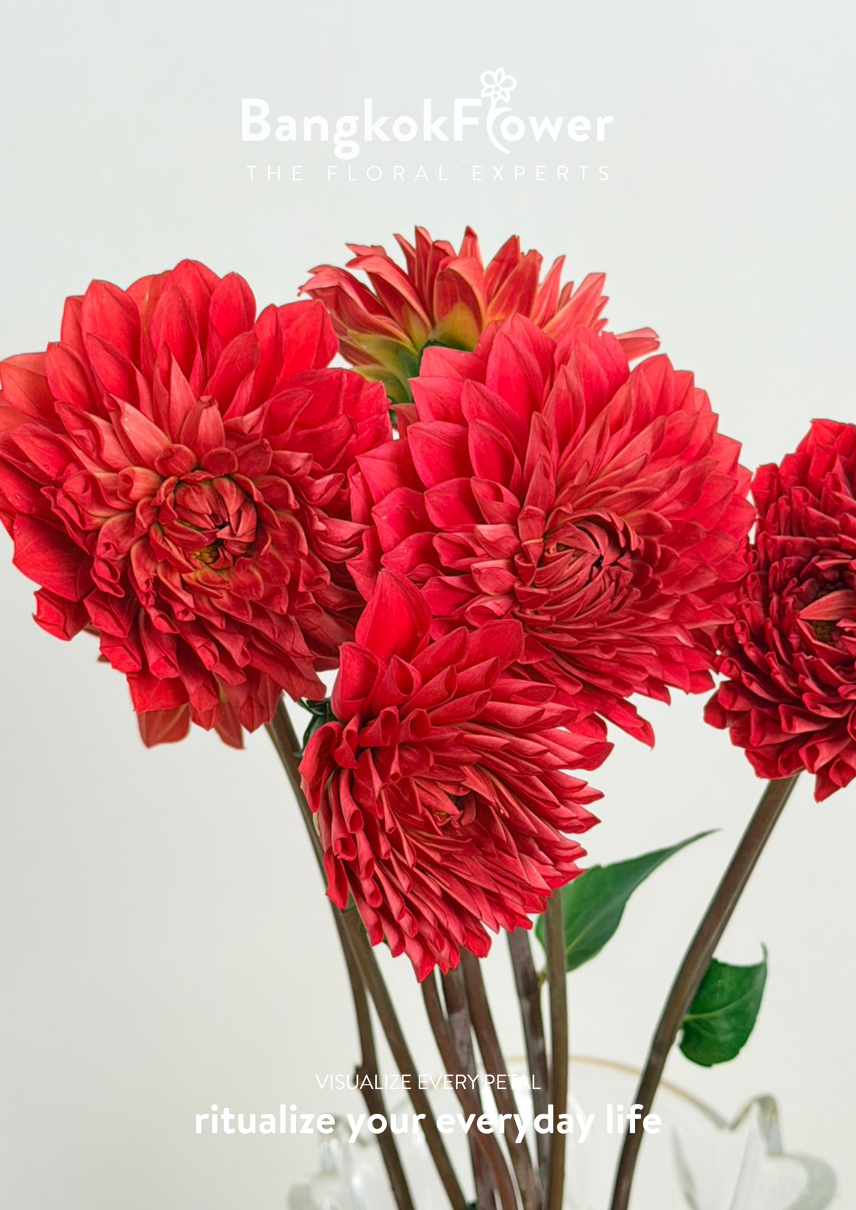Dahlia Hybrida red