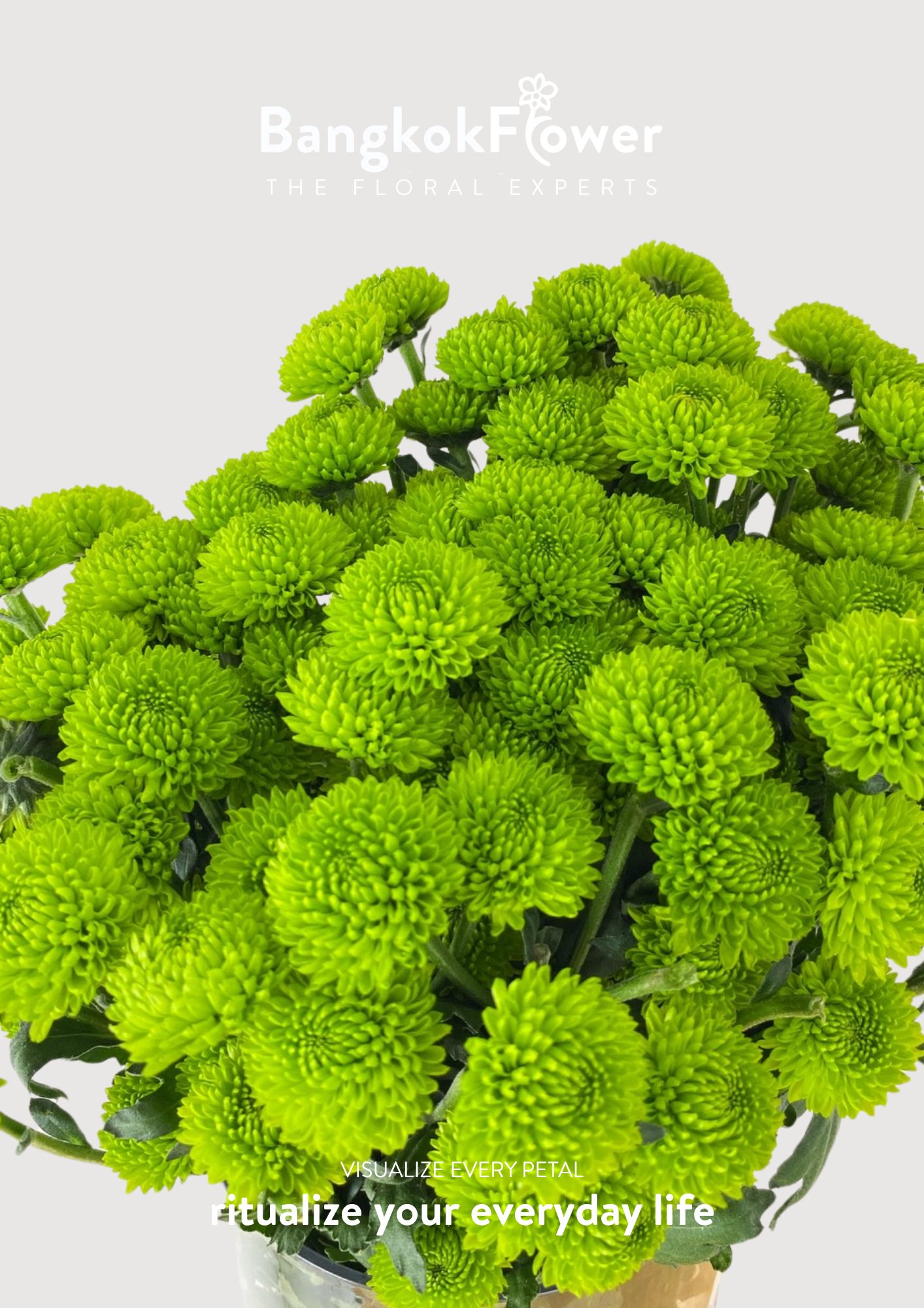 ดอกเบญจมาศ (Special Whatsapp Chrysanthemum)