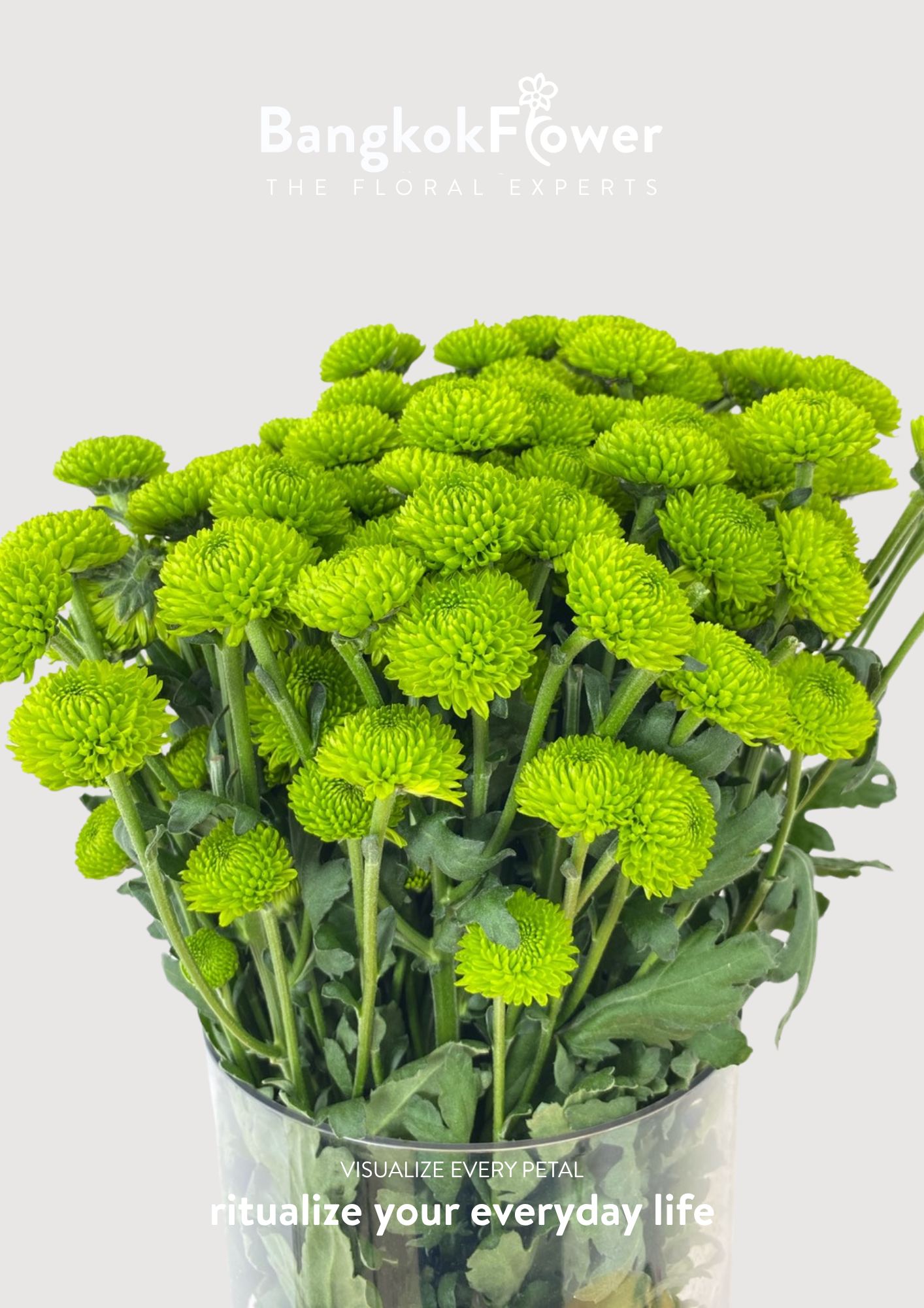 ดอกเบญจมาศ (Special Whatsapp Chrysanthemum)