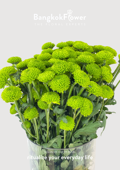 ดอกเบญจมาศ (Special Whatsapp Chrysanthemum)