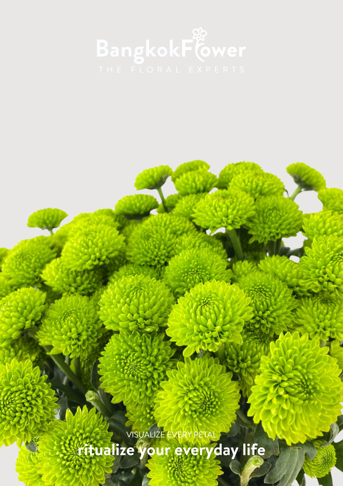 ดอกเบญจมาศ (Special Whatsapp Chrysanthemum)