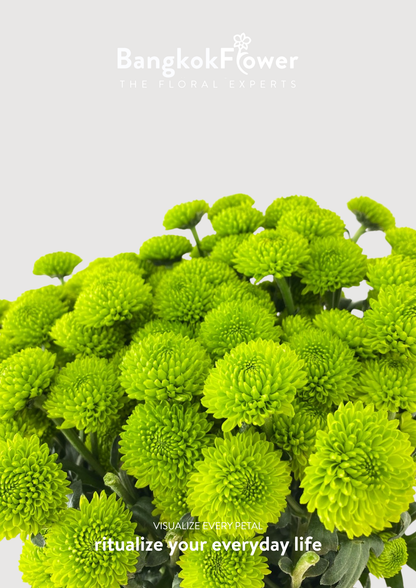 ดอกเบญจมาศ (Special Whatsapp Chrysanthemum)