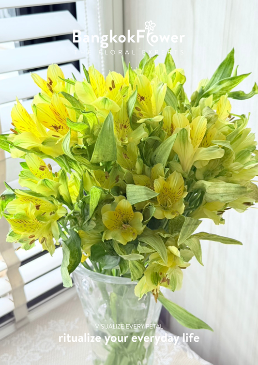 Alstroemeria Gold