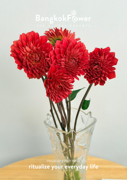 Dahlia Hybrida red