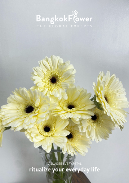 White Gerbera