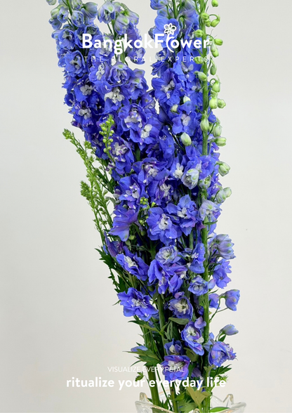 Delphinium Dark Blue