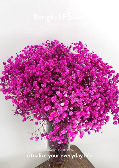 Gypsophila DarkPink