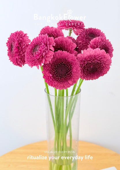 Gerbera Gonzo