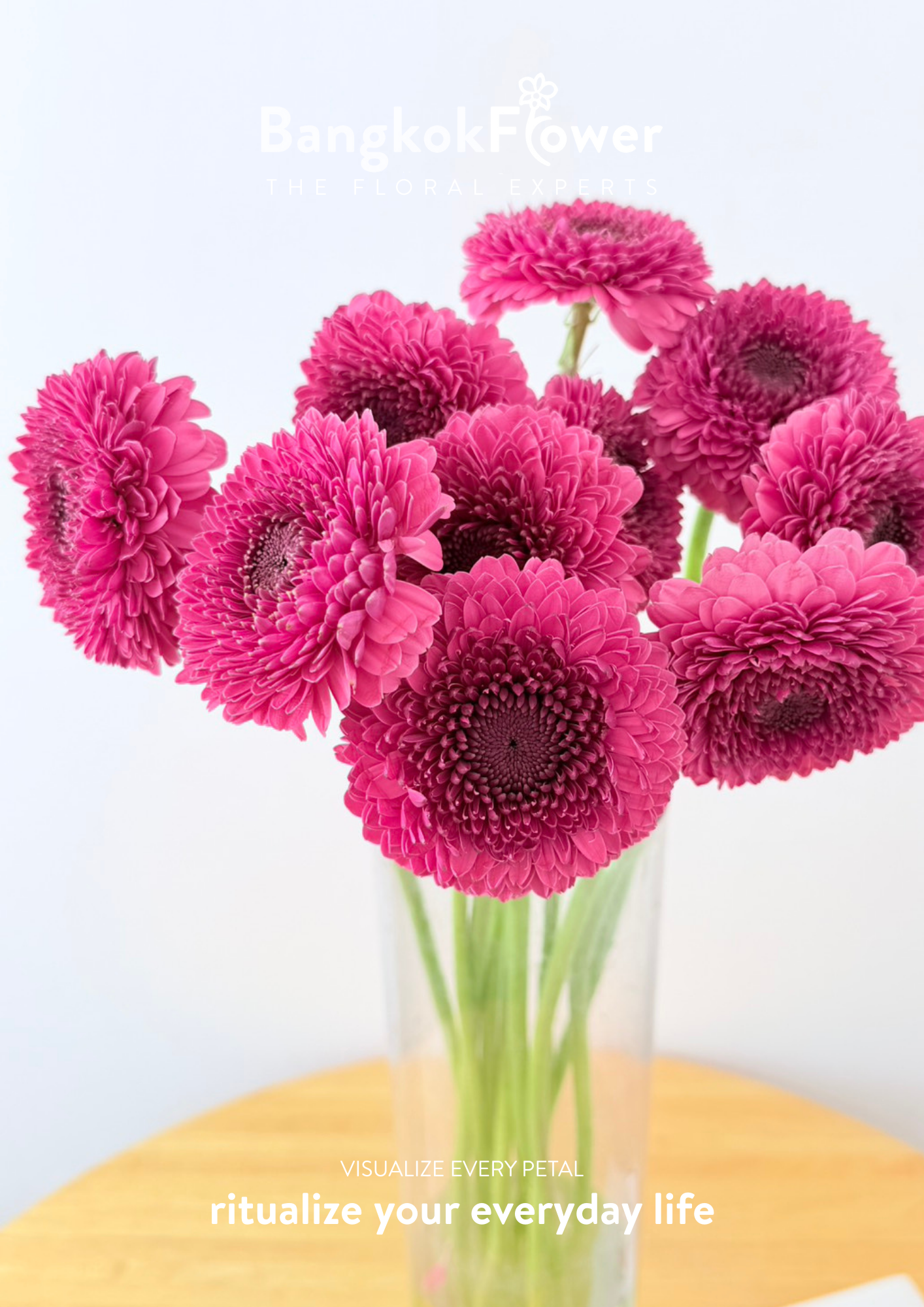 Gerbera Gonzo
