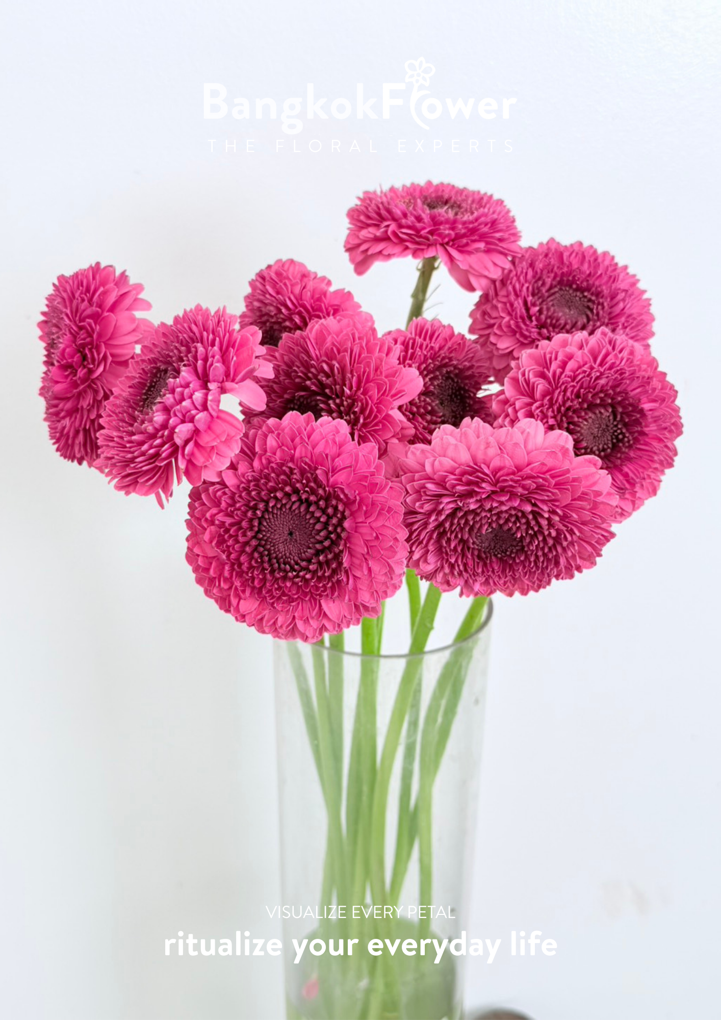 Gerbera Gonzo
