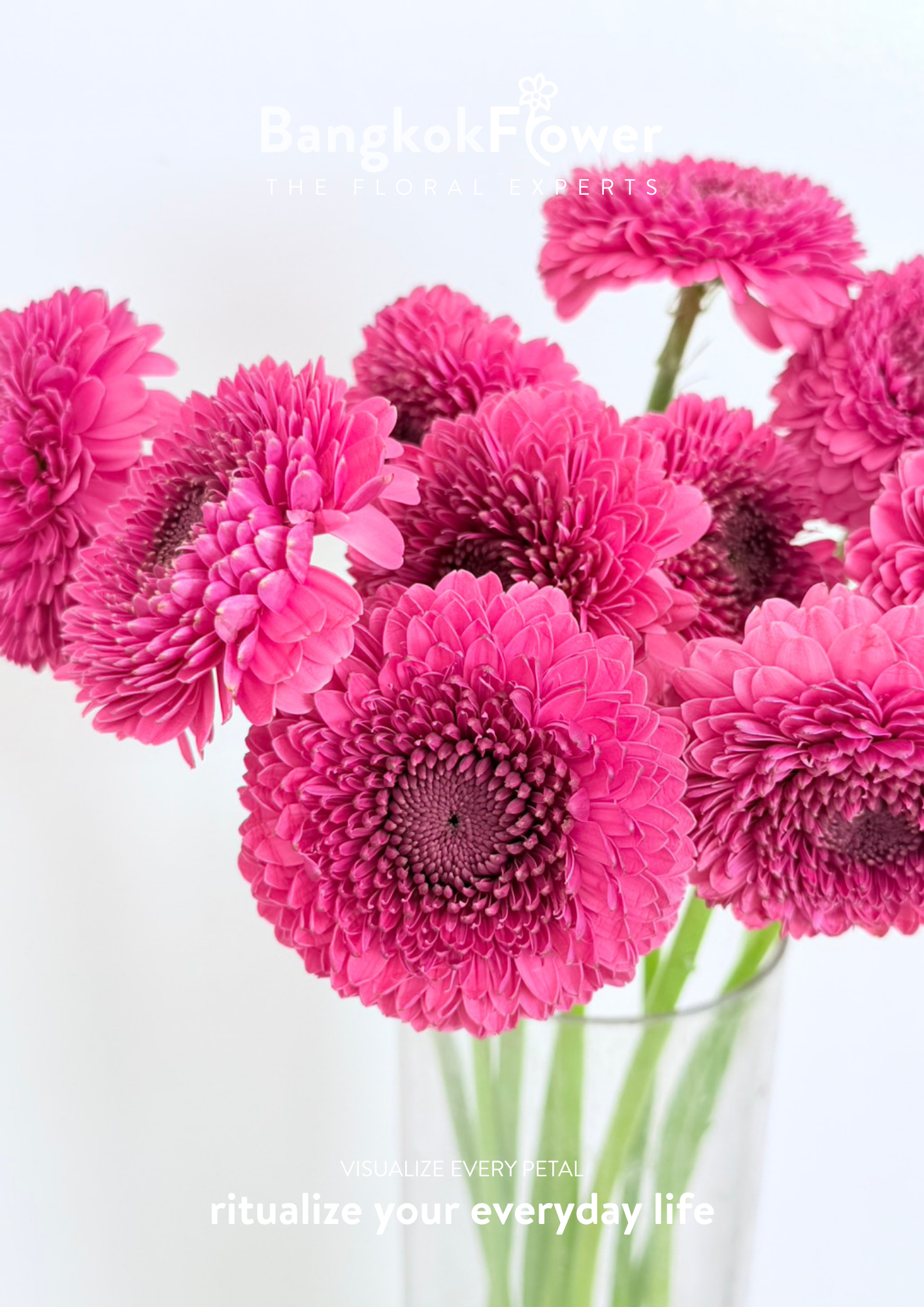 Gerbera Gonzo