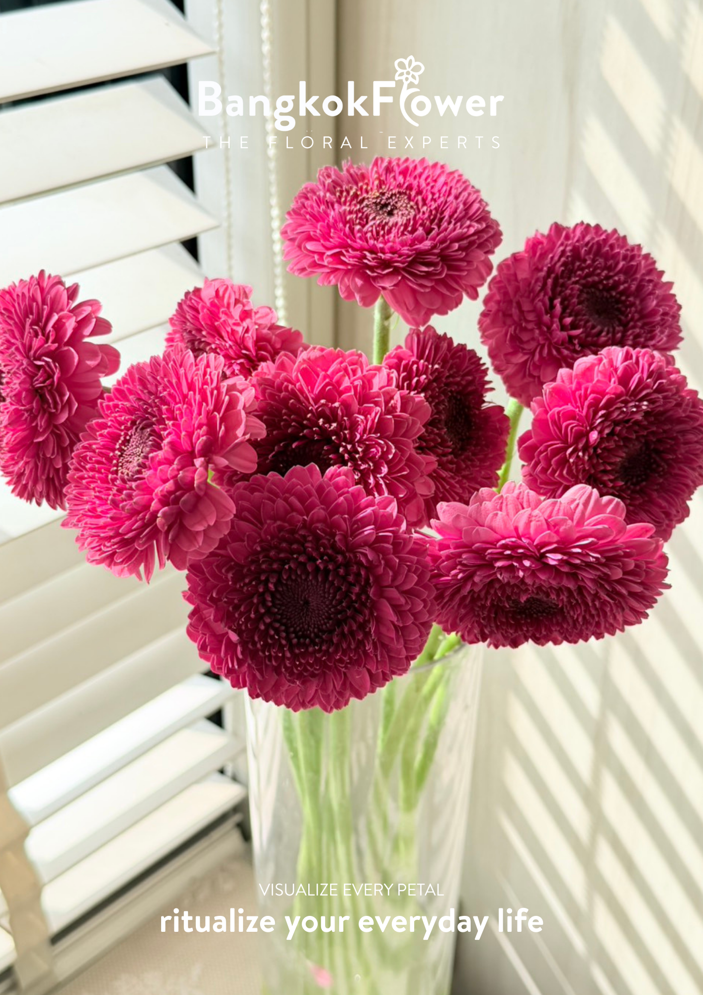 Gerbera Gonzo