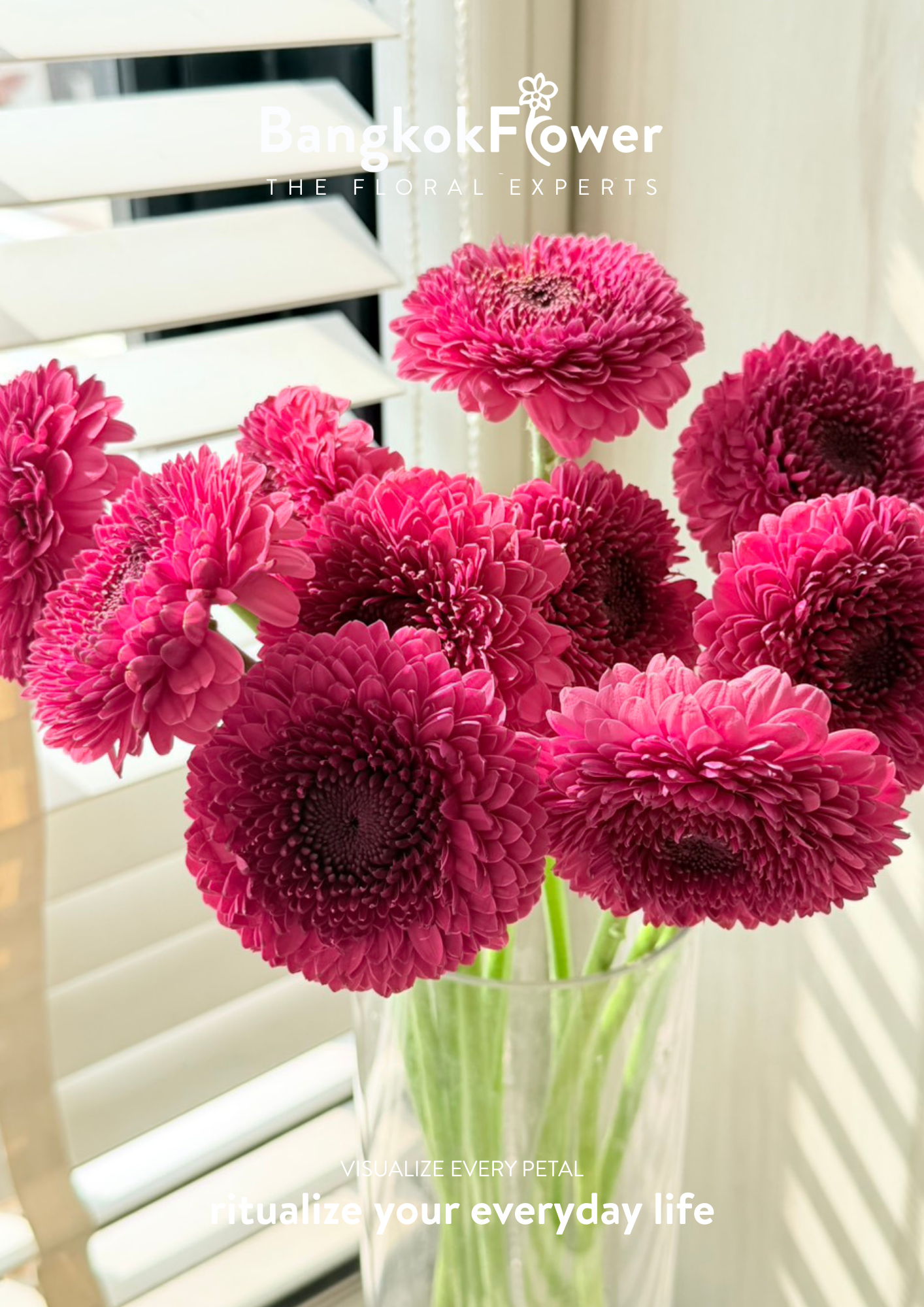 Gerbera Gonzo