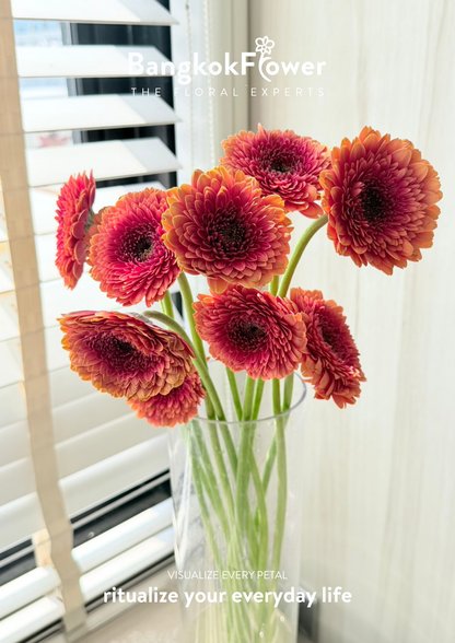 Gerbera Groovy