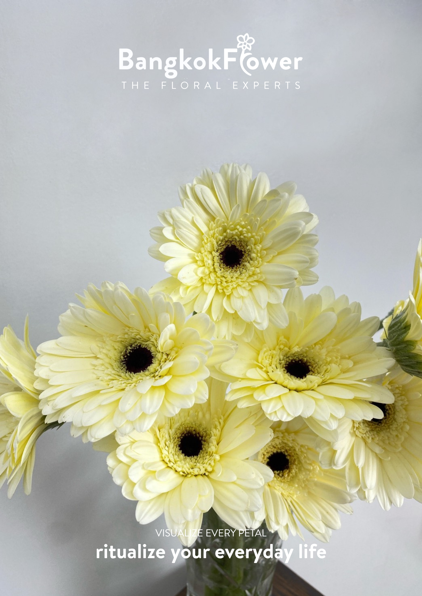 White Gerbera