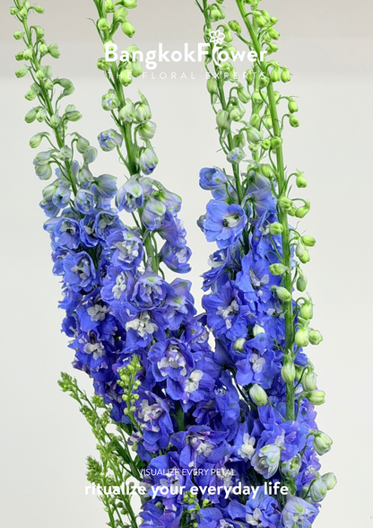 Delphinium Dark Blue