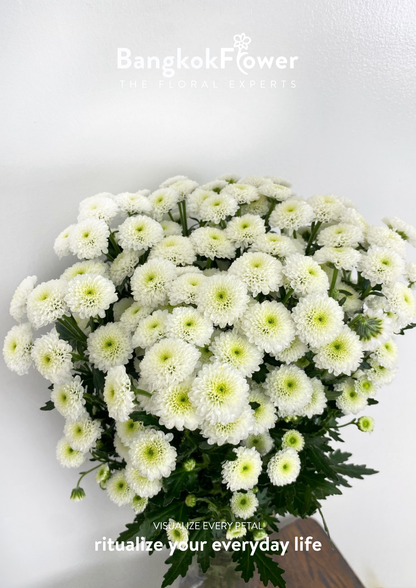 Calimero Snow