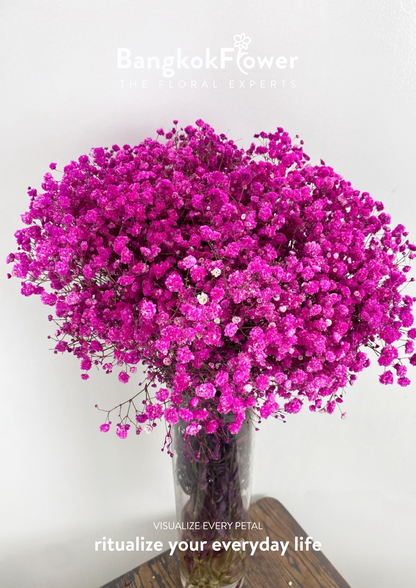 Gypsophila DarkPink