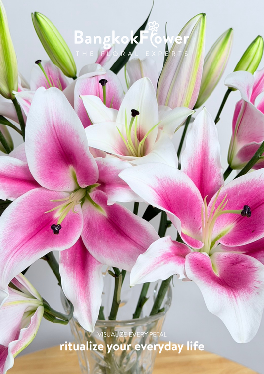 Lily  Rosy
