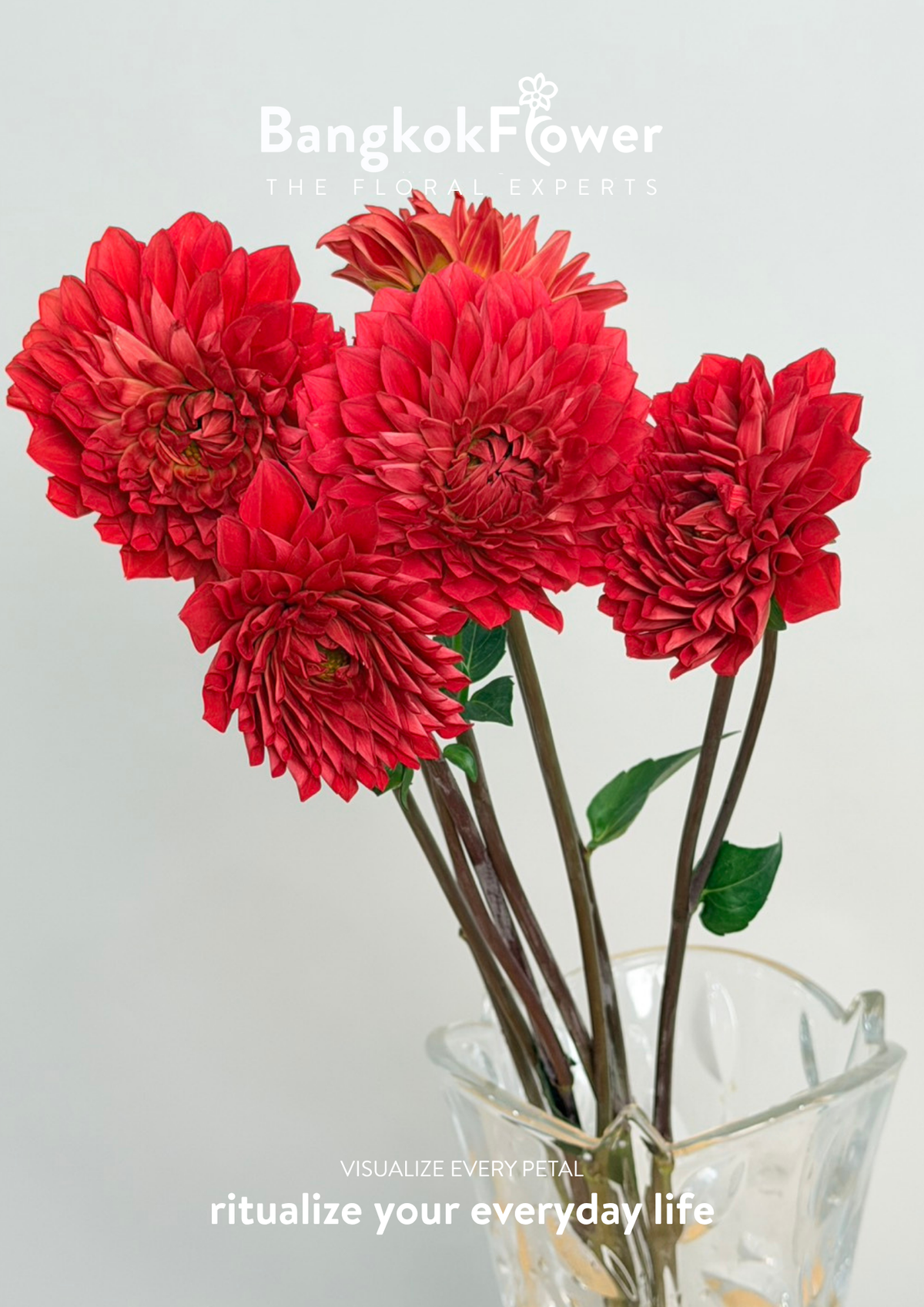 Dahlia Hybrida red