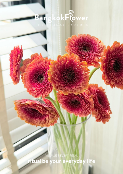Gerbera Groovy