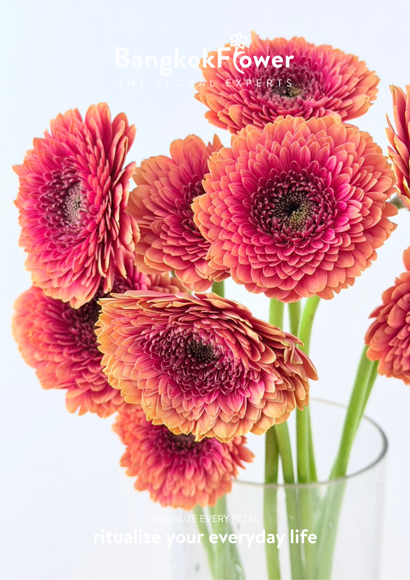 Gerbera Groovy