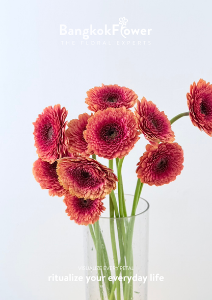 Gerbera Groovy