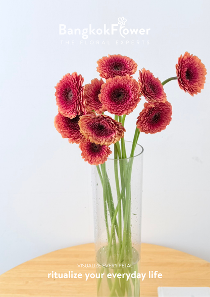 Gerbera Groovy