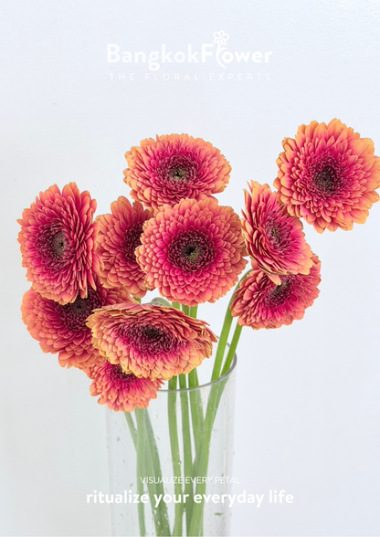 Gerbera Groovy