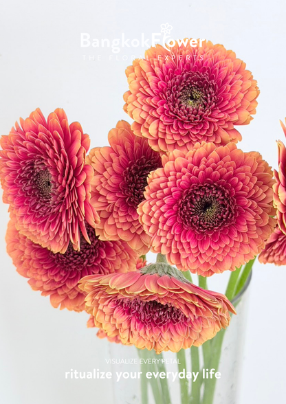 Gerbera Groovy