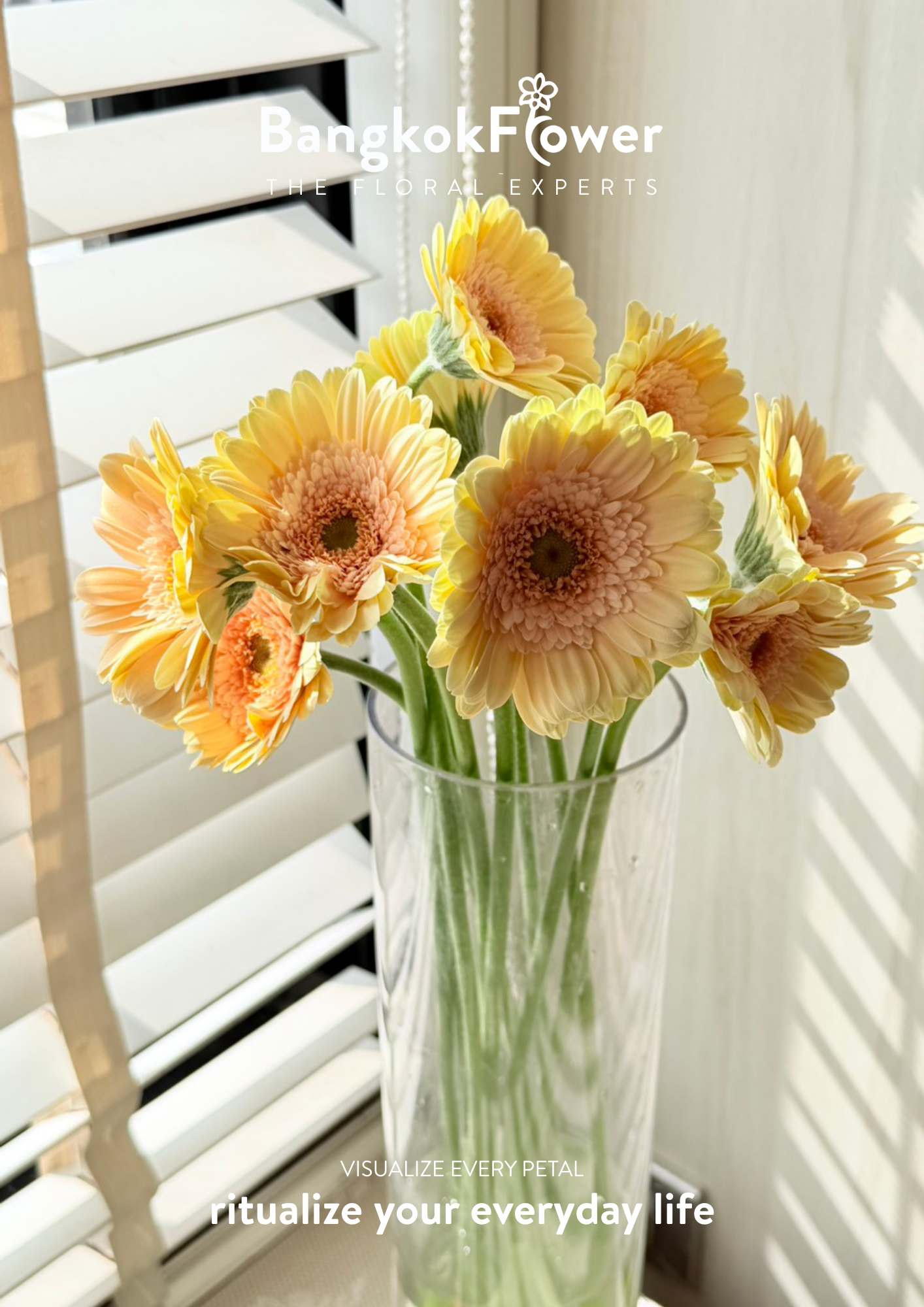 Gerbera Mickey