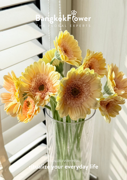 Gerbera Mickey