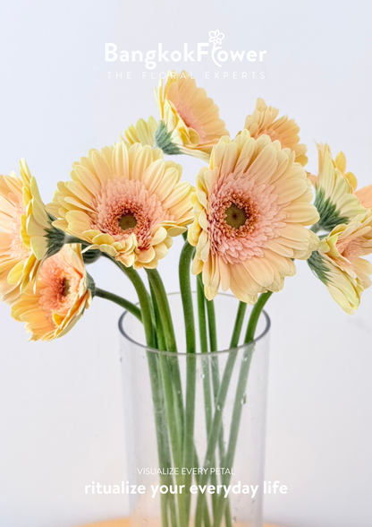 Gerbera Mickey