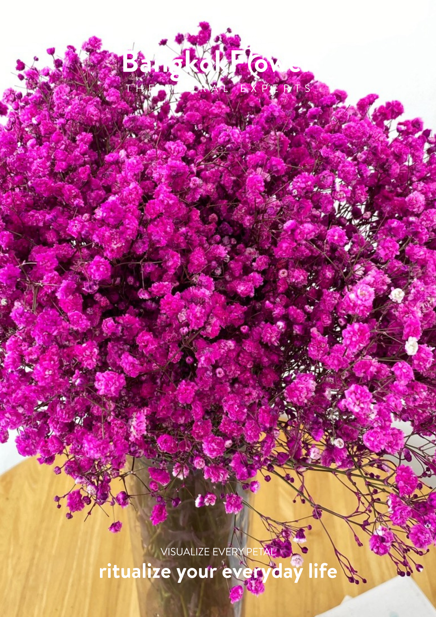 Gypsophila DarkPink