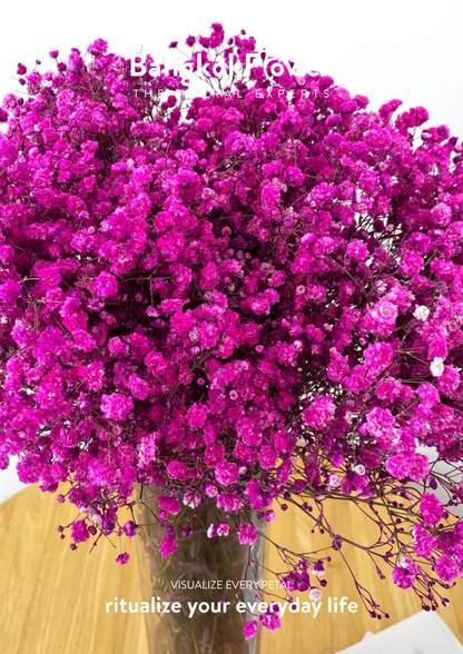Gypsophila DarkPink