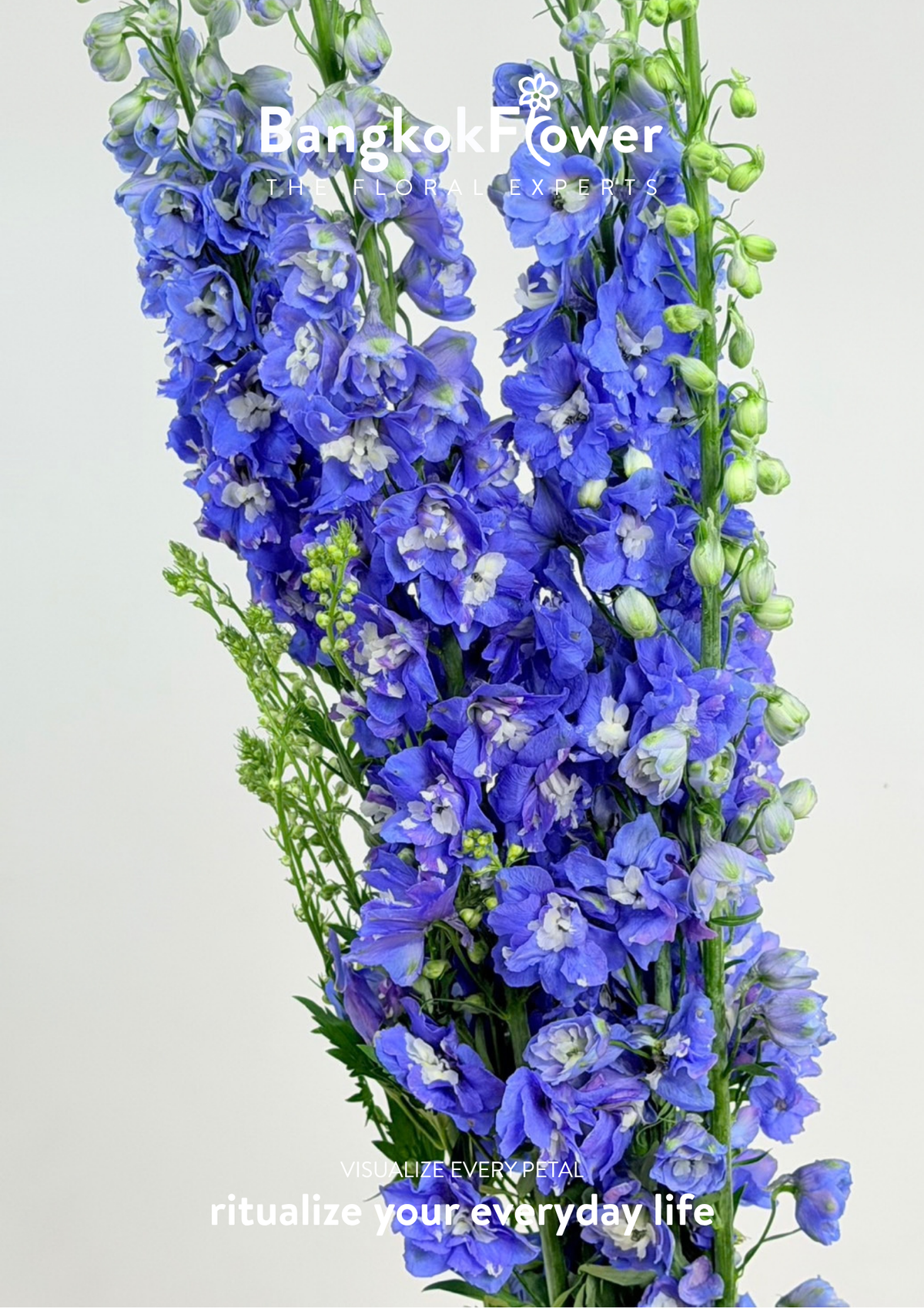 Delphinium Dark Blue