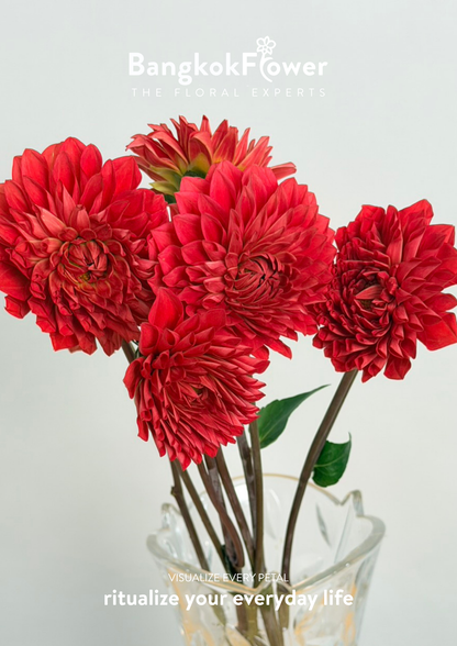 Dahlia Hybrida red