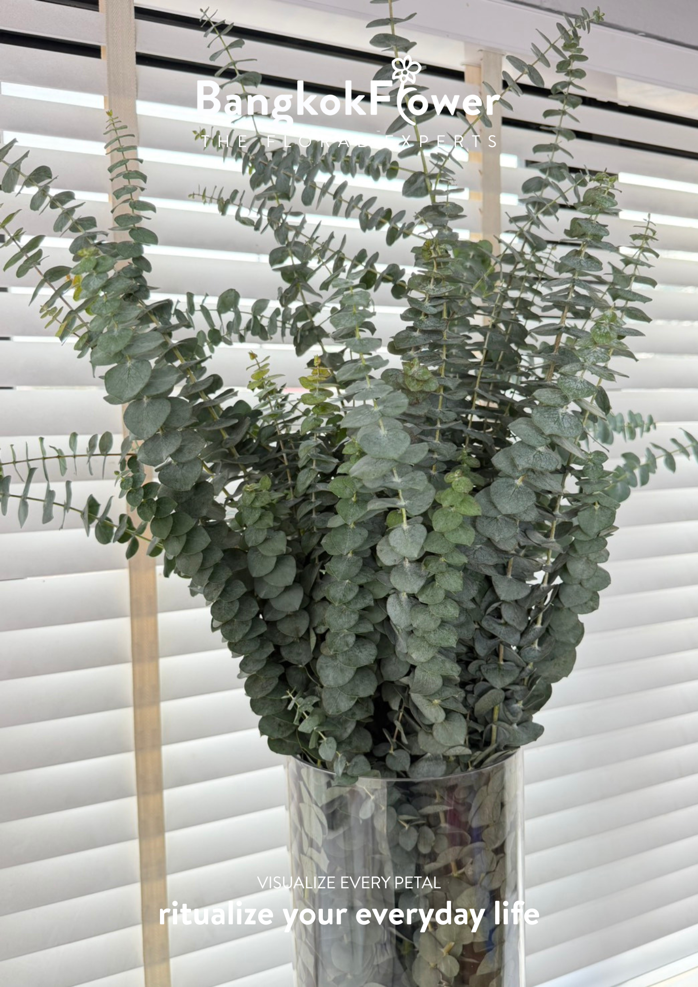 Eucalyptus