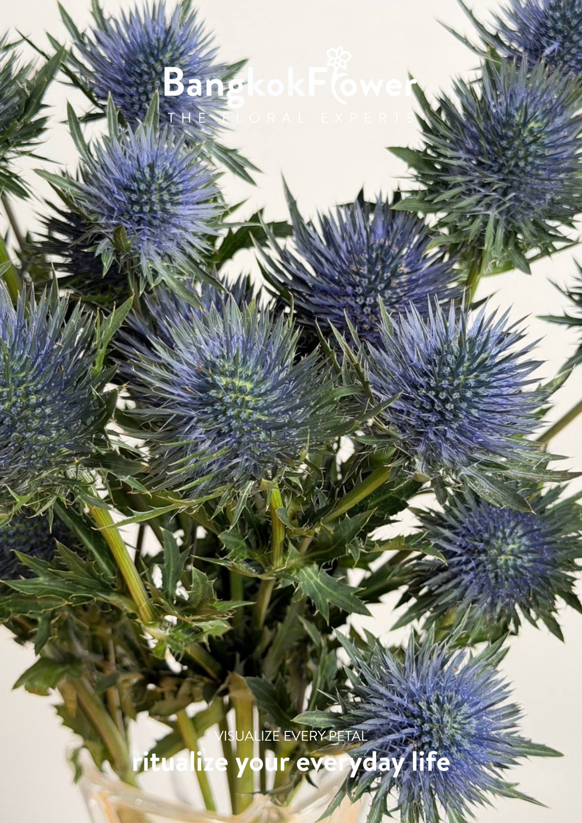 Eryngium