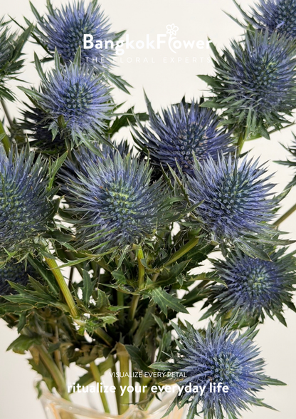 Eryngium